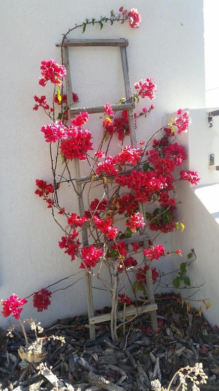 Pepper Tree Accommodation Beaufort Wes Buitenkant foto