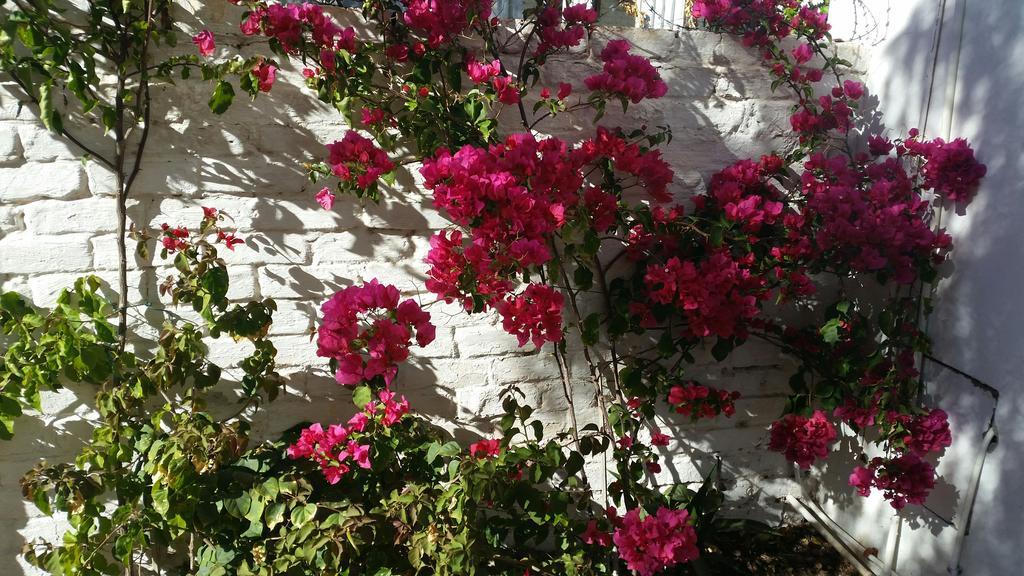 Pepper Tree Accommodation Beaufort Wes Buitenkant foto